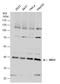Developmentally Regulated GTP Binding Protein 1 antibody, GTX130850, GeneTex, Western Blot image 
