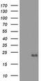 Elf1 antibody, MA5-25187, Invitrogen Antibodies, Western Blot image 
