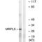 Mitochondrial Ribosomal Protein L9 antibody, PA5-49944, Invitrogen Antibodies, Western Blot image 