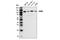 5'-3' Exoribonuclease 2 antibody, 13760S, Cell Signaling Technology, Western Blot image 