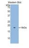 Retinol Binding Protein 5 antibody, LS-C296255, Lifespan Biosciences, Western Blot image 