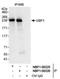 GBF1 antibody, NBP1-06525, Novus Biologicals, Immunoprecipitation image 
