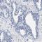 Leucine Rich Repeats And WD Repeat Domain Containing 1 antibody, HPA021320, Atlas Antibodies, Immunohistochemistry frozen image 