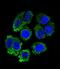 Arginyl-TRNA Synthetase antibody, LS-C162447, Lifespan Biosciences, Immunofluorescence image 