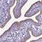 Cilia And Flagella Associated Protein 299 antibody, HPA043383, Atlas Antibodies, Immunohistochemistry paraffin image 
