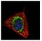 Electron Transfer Flavoprotein Subunit Alpha antibody, NBP2-16382, Novus Biologicals, Immunocytochemistry image 