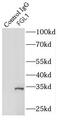 Fibrinogen Like 1 antibody, FNab03104, FineTest, Immunoprecipitation image 