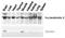 NUCB2 antibody, 73-109, BioAcademia Inc, Western Blot image 