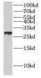 Geminin DNA Replication Inhibitor antibody, FNab03424, FineTest, Western Blot image 