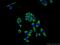 Chromosome 3 Open Reading Frame 38 antibody, 25510-1-AP, Proteintech Group, Immunofluorescence image 