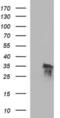 RNA Polymerase III Subunit G Like antibody, NBP2-45367, Novus Biologicals, Western Blot image 