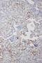 Paired Like Homeodomain 2 antibody, PA5-78789, Invitrogen Antibodies, Immunohistochemistry frozen image 