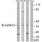 Solute Carrier Family 25 Member 31 antibody, A09597, Boster Biological Technology, Western Blot image 