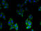 Biogenesis Of Lysosomal Organelles Complex 1 Subunit 1 antibody, A53861-100, Epigentek, Immunofluorescence image 