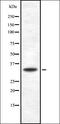 Inducible T Cell Costimulator Ligand antibody, orb337262, Biorbyt, Western Blot image 