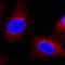 COX2 antibody, MAB4198, R&D Systems, Immunofluorescence image 