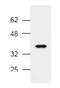 SAPK2A antibody, AP00039PU-N, Origene, Western Blot image 