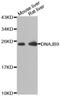 DnaJ Heat Shock Protein Family (Hsp40) Member B9 antibody, A10053, Boster Biological Technology, Western Blot image 