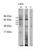 Ceramide Synthase 1 antibody, PA1-12918, Invitrogen Antibodies, Western Blot image 