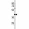 POU Class 5 Homeobox 1 antibody, F53585-0.1ML, NSJ Bioreagents, Western Blot image 