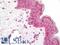 Histone Deacetylase 4 antibody, LS-B11681, Lifespan Biosciences, Immunohistochemistry paraffin image 