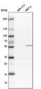 Phosphoglucomutase 3 antibody, PA5-56250, Invitrogen Antibodies, Western Blot image 