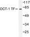 POU domain, class 2, transcription factor 1 antibody, AP06254PU-N, Origene, Western Blot image 
