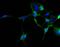 Short transient receptor potential channel 2 antibody, NBP1-86893, Novus Biologicals, Immunocytochemistry image 