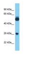 LOC100132249 antibody, orb325642, Biorbyt, Western Blot image 