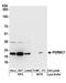 Progesterone Receptor Membrane Component 1 antibody, A304-561A, Bethyl Labs, Western Blot image 