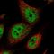 Sentrin-specific protease 2 antibody, NBP1-88919, Novus Biologicals, Immunofluorescence image 