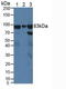 X-Ray Repair Cross Complementing 5 antibody, LS-C373088, Lifespan Biosciences, Western Blot image 