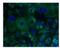 Protocadherin-1 antibody, NBP1-59209, Novus Biologicals, Immunocytochemistry image 