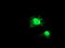 Ganglioside Induced Differentiation Associated Protein 1 Like 1 antibody, TA503153, Origene, Immunofluorescence image 
