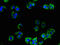 Adrenoceptor Alpha 2A antibody, orb47275, Biorbyt, Immunofluorescence image 