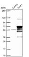 Meiosis Specific Nuclear Structural 1 antibody, PA5-59016, Invitrogen Antibodies, Western Blot image 