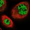Cysteine Rich Protein 1 antibody, NBP1-84380, Novus Biologicals, Immunofluorescence image 