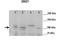 Zinc Finger MIZ-Type Containing 1 antibody, TA345286, Origene, Western Blot image 