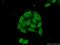 High mobility group nucleosome-binding domain-containing protein 5 antibody, 23955-1-AP, Proteintech Group, Immunofluorescence image 