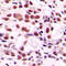 Cleavage Stimulation Factor Subunit 2 antibody, LS-C352064, Lifespan Biosciences, Immunohistochemistry frozen image 