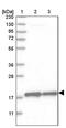 Mitochondrial Ribosomal Protein S28 antibody, PA5-55542, Invitrogen Antibodies, Western Blot image 