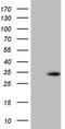 Hsp10 antibody, CF806623, Origene, Western Blot image 