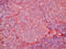 HLA Class II-DR antibody, AM26129BT-N, Origene, Immunohistochemistry frozen image 