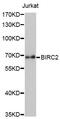 IAP2 antibody, MBS126986, MyBioSource, Western Blot image 