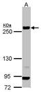 Laminin subunit beta-1 antibody, PA5-27271, Invitrogen Antibodies, Western Blot image 