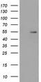 Syntrophin Alpha 1 antibody, LS-C785311, Lifespan Biosciences, Western Blot image 