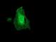 Coatomer subunit delta antibody, NBP2-01791, Novus Biologicals, Immunofluorescence image 