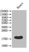 Fatty Acid Binding Protein 3 antibody, A52893-100, Epigentek, Western Blot image 