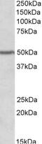 Paired Box 1 antibody, EB10702, Everest Biotech, Western Blot image 