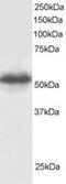 COP9 signalosome complex subunit 1 antibody, MBS421361, MyBioSource, Western Blot image 